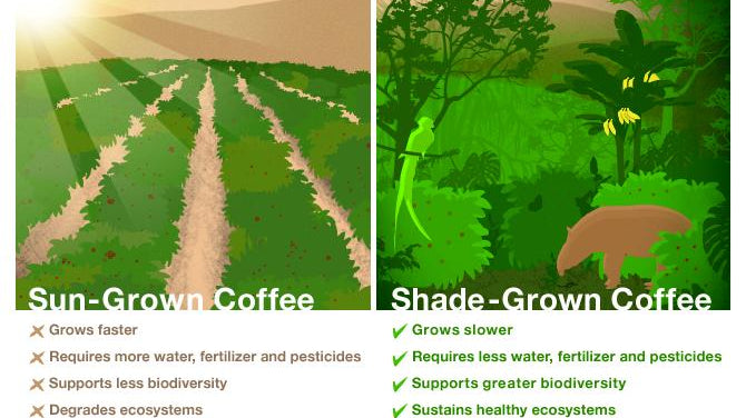 Haste Makes Waste: Sun-Grown Coffee