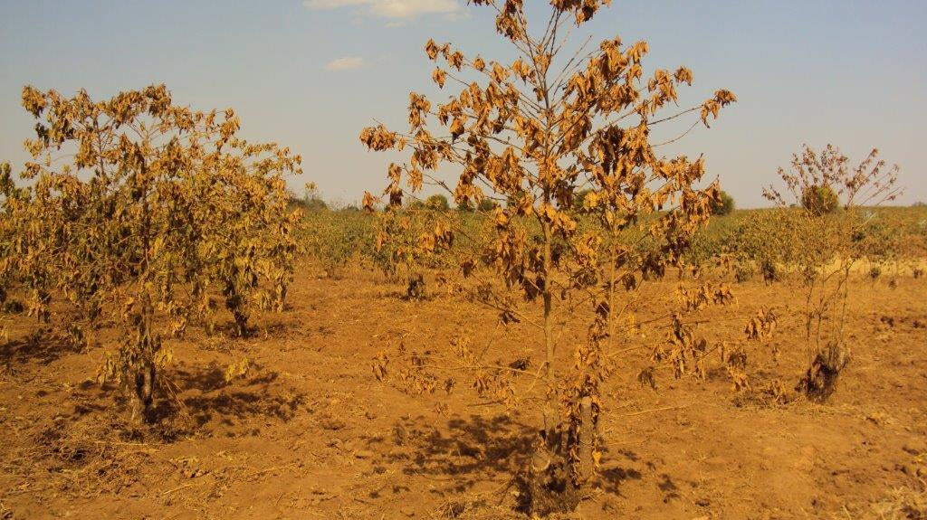 Kenya - Struggling Towards Sustainability