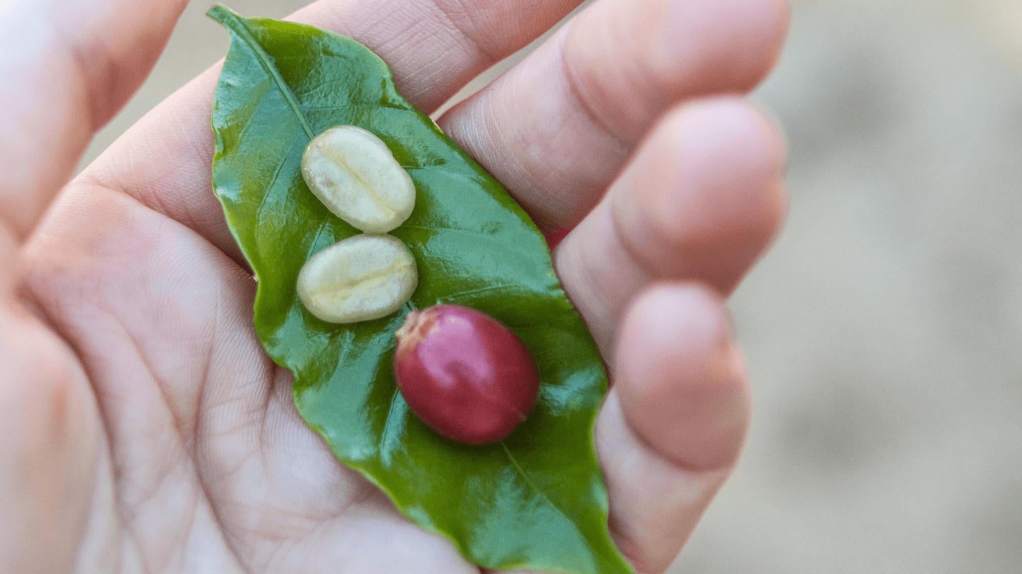 Farewell to Fair Trade Certified?