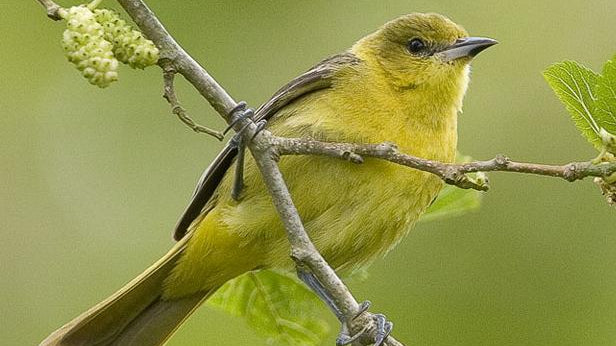 Is Dean's Beans for the Birds or What??