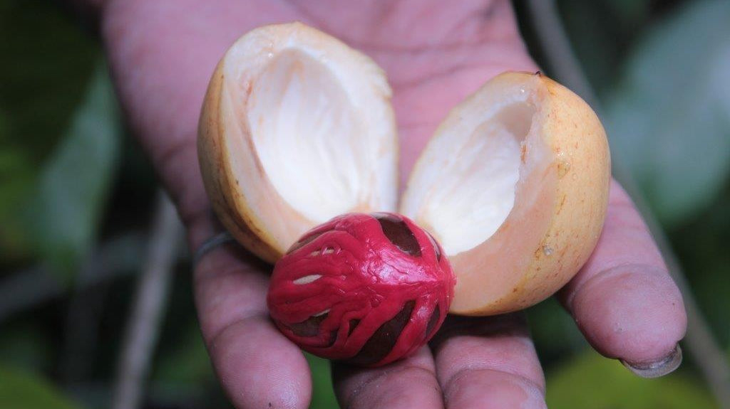 Spice Island Saga: Bringing Fair Trade to the Birthplace of Globalization