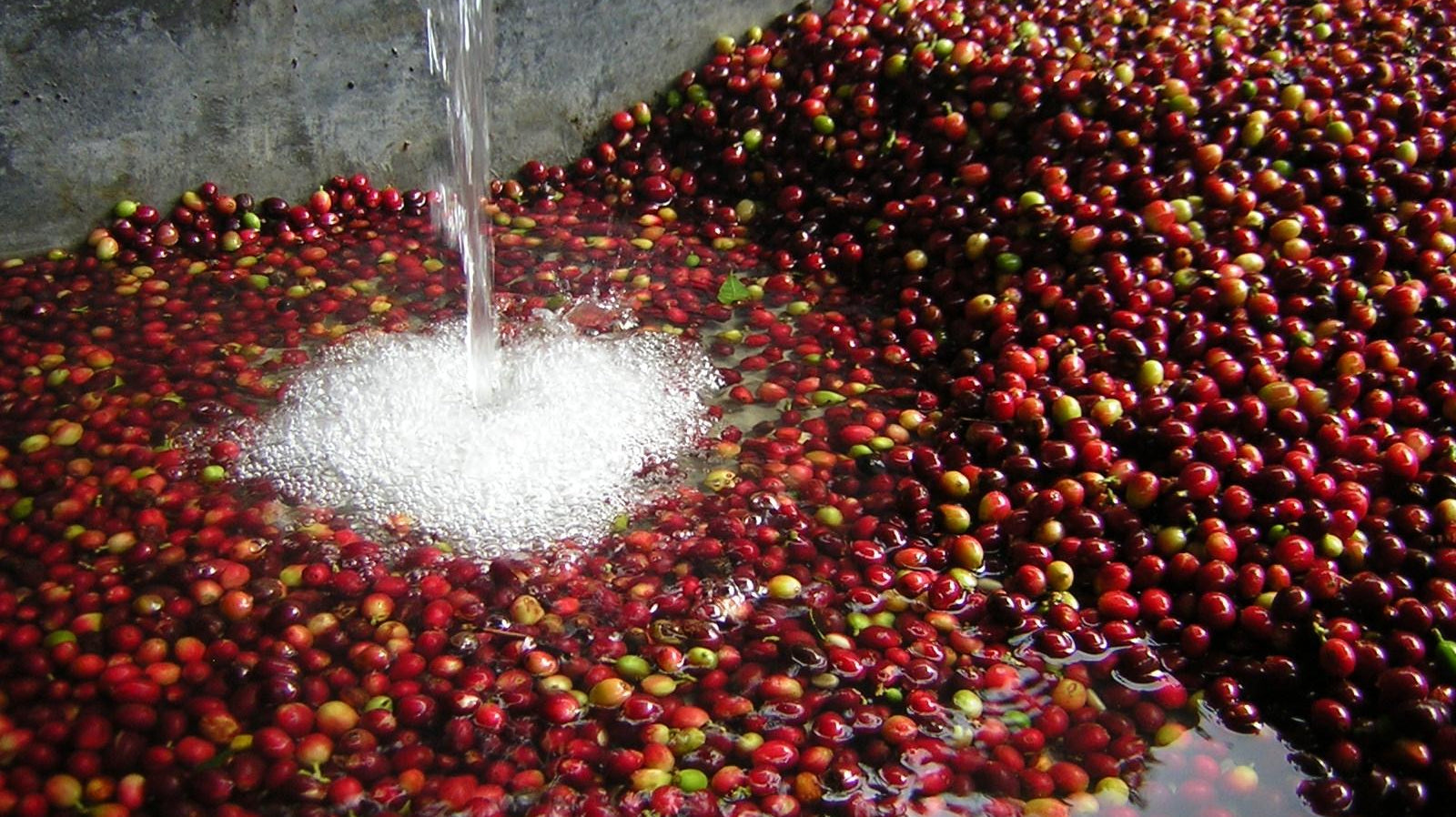 Coffee cherries being washed