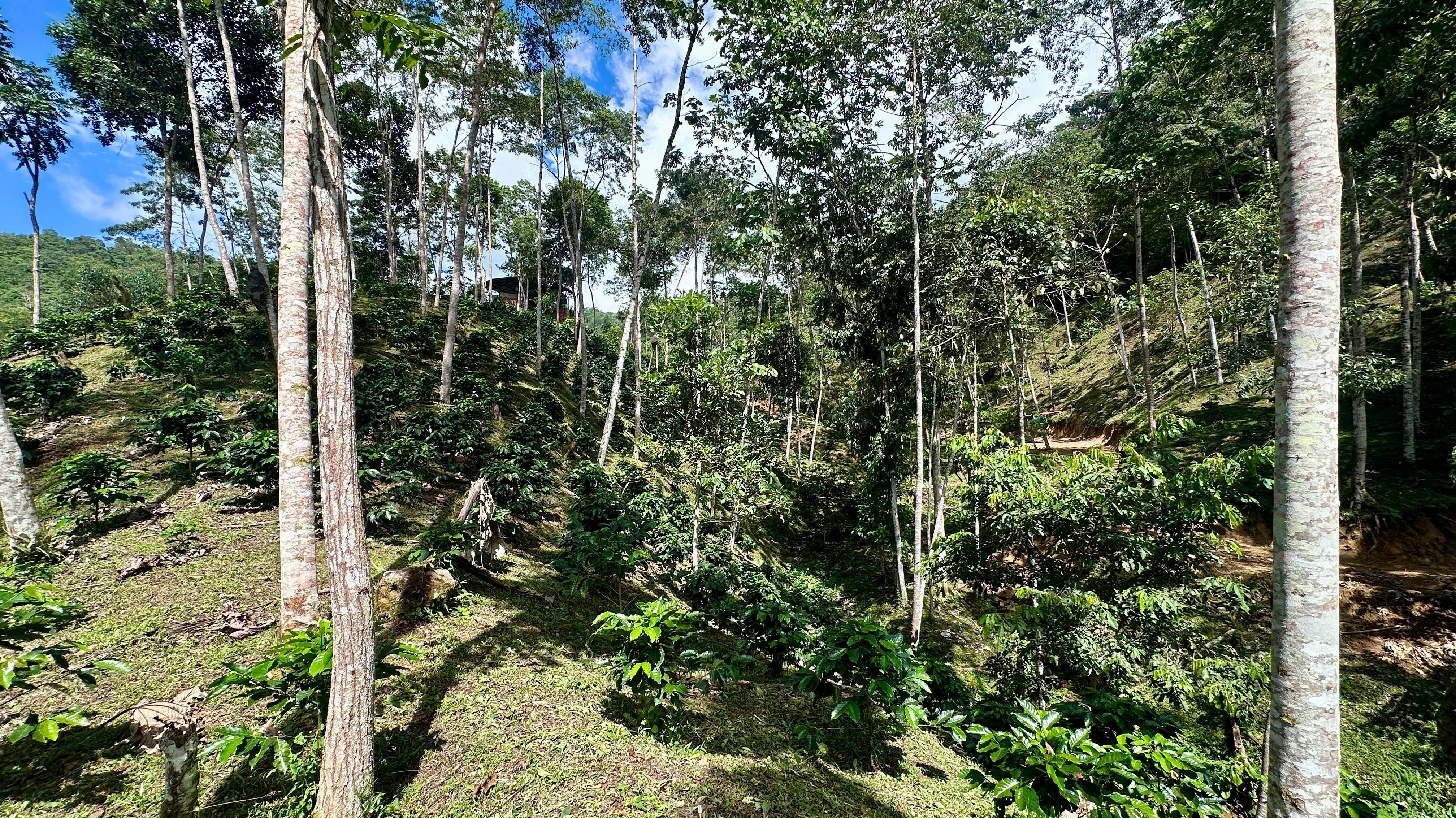 Coffee, Reforestation, and the Future in Peru
