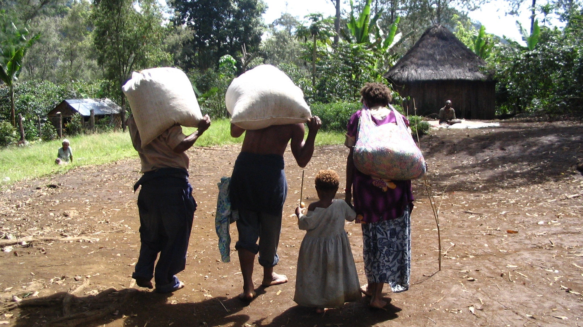 Farmers carrying coffee sacks on their backs