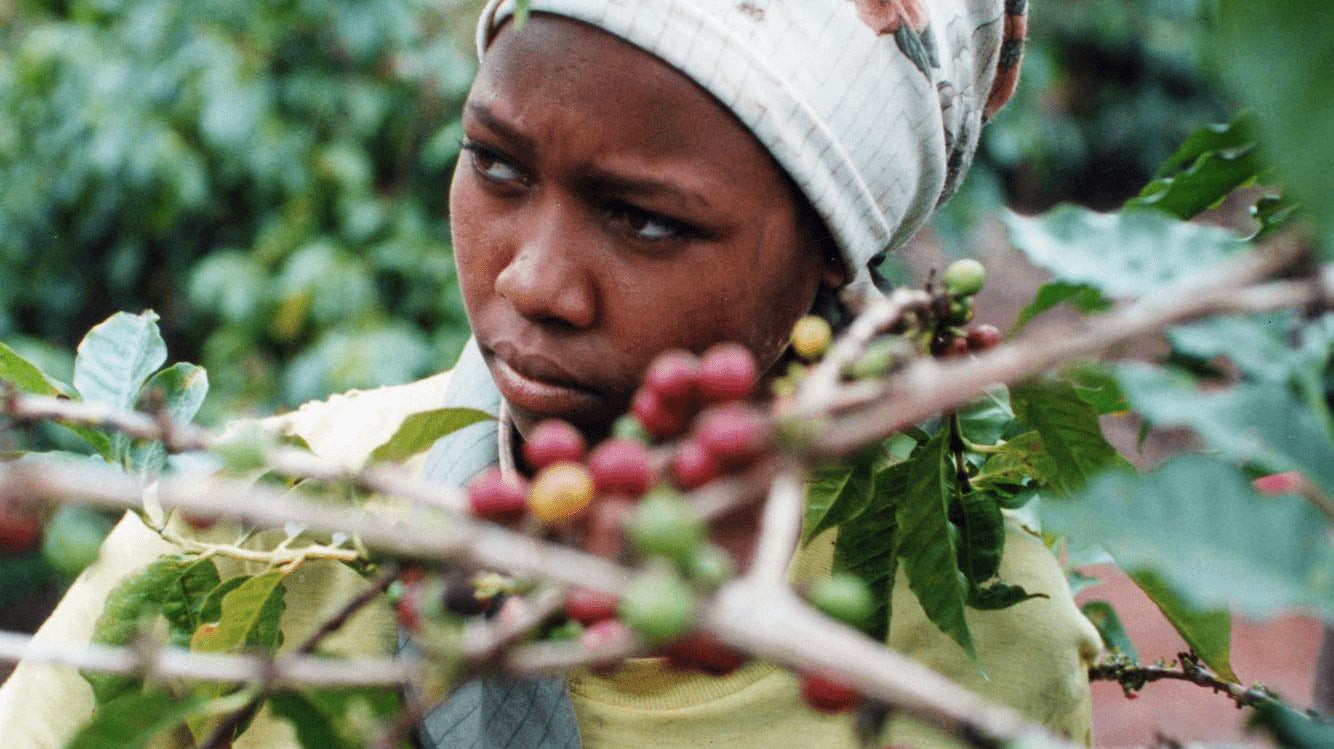 Into Africa-Creating Fair Trade in Kenya