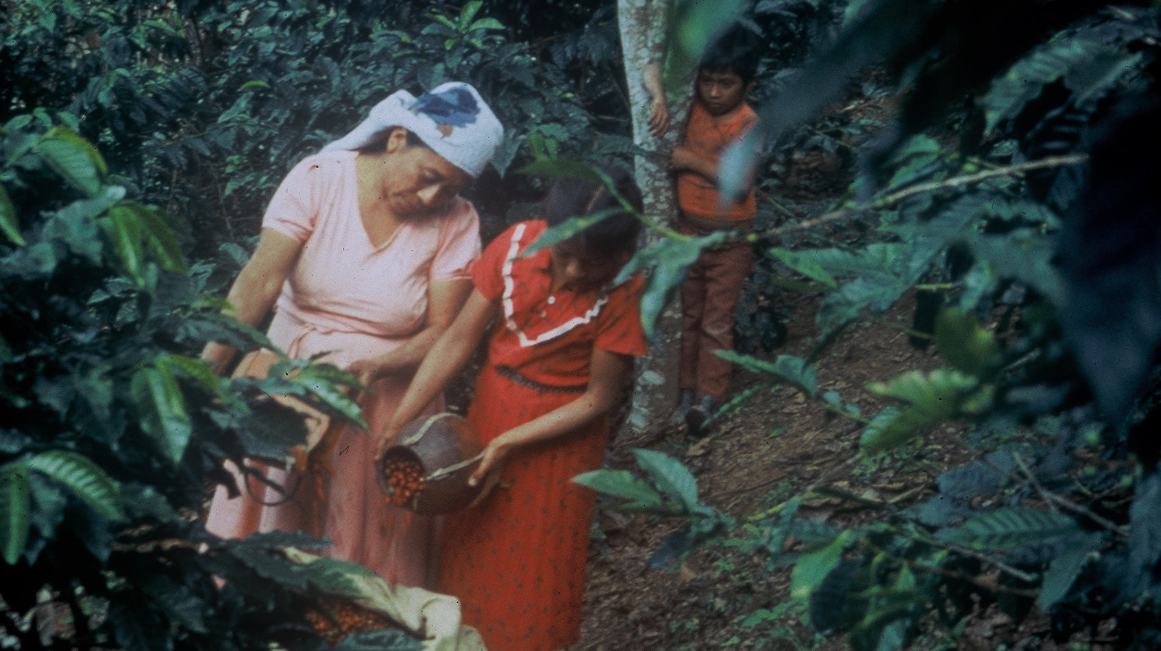 The Real Impact of Fair Trade