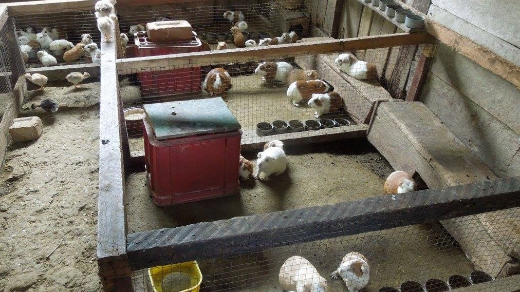 Guinea pigs!