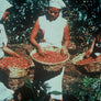 Mexican women holding baskets filled with coffee cherries