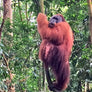 An orangutan in a tree