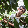 A farmer examining coffee cherries