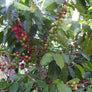 A close up photo of coffee cherries