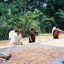 Indigenous farmers working next to a bed of drying coffee, with a forest behind them