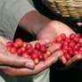 Two handfuls of coffee cherries