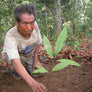 A farmer showing off the coffee seedling he just planted