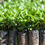 a multitude of diminutive trees prepared for planting