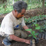 A cheerful farmer is picking coffee cherries and placing them in a bucket