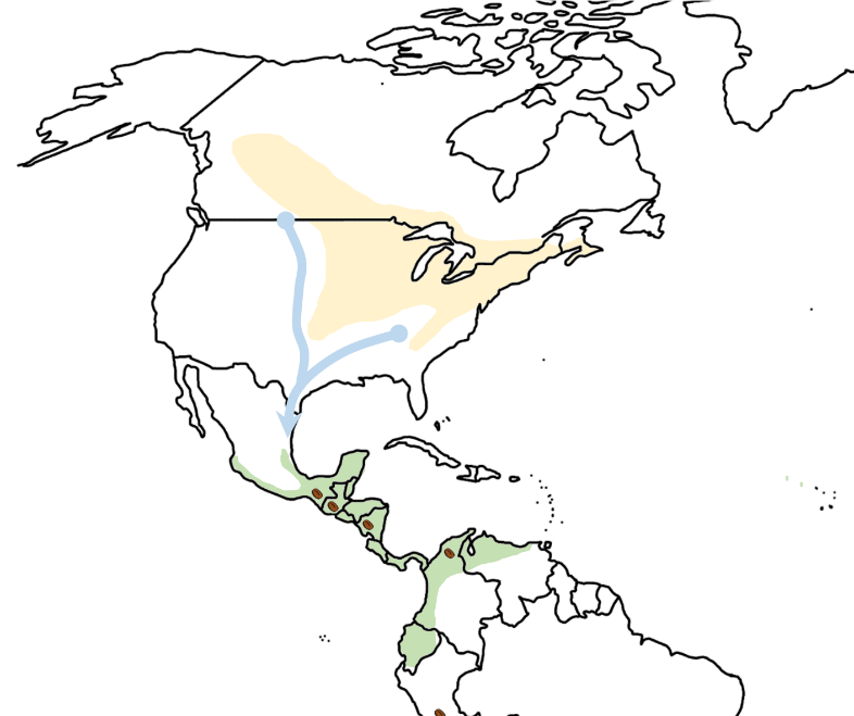 a map of bird migratory patterns moving from Canada to South America 