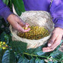 A farmer in a purple sweatshirt holding a basket of coffee cherries