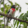 a red-breasted bird alighted on a branch