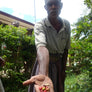 A man holding up coffee cherries to the camera, with people looking on