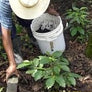 A farmer tending to coffee plants