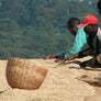 Farmers sorting green beans on a drying bed