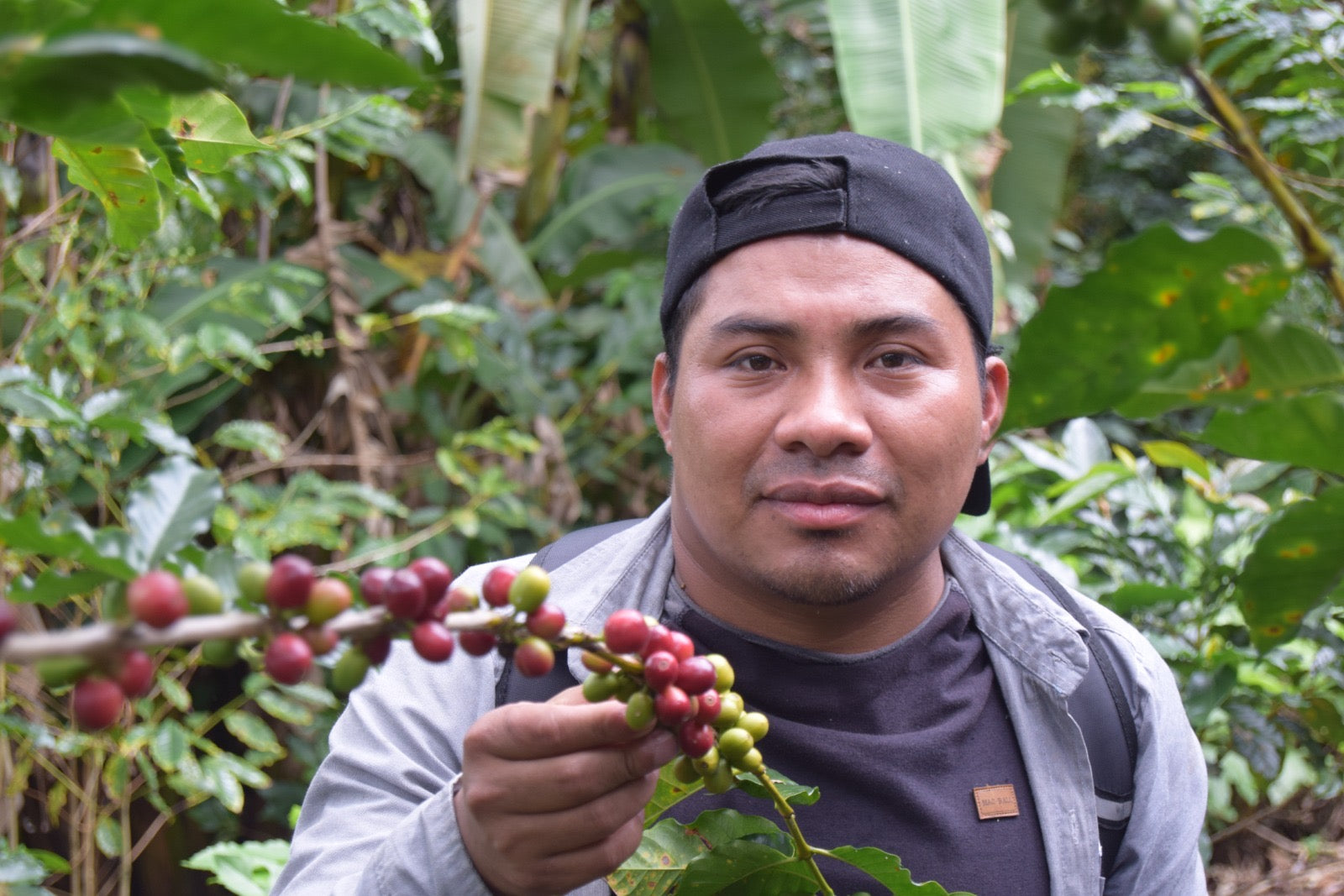 Introducing the Tzeltal-Tzotzil Cooperative