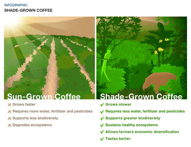 Haste Makes Waste: Sun-Grown Coffee