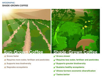 Haste Makes Waste: Sun-Grown Coffee