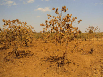 Will Coffee Be Extinct by 2080?!  Climate Change and the Impact on Coffee
