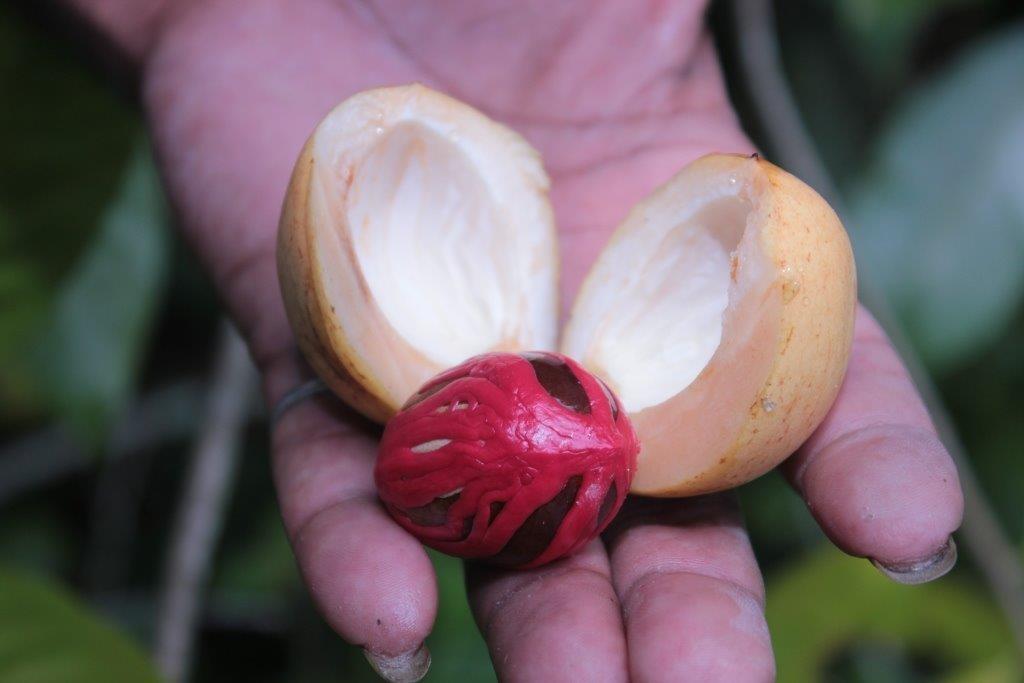 Spice Island Saga: Bringing Fair Trade to the Birthplace of Globalization