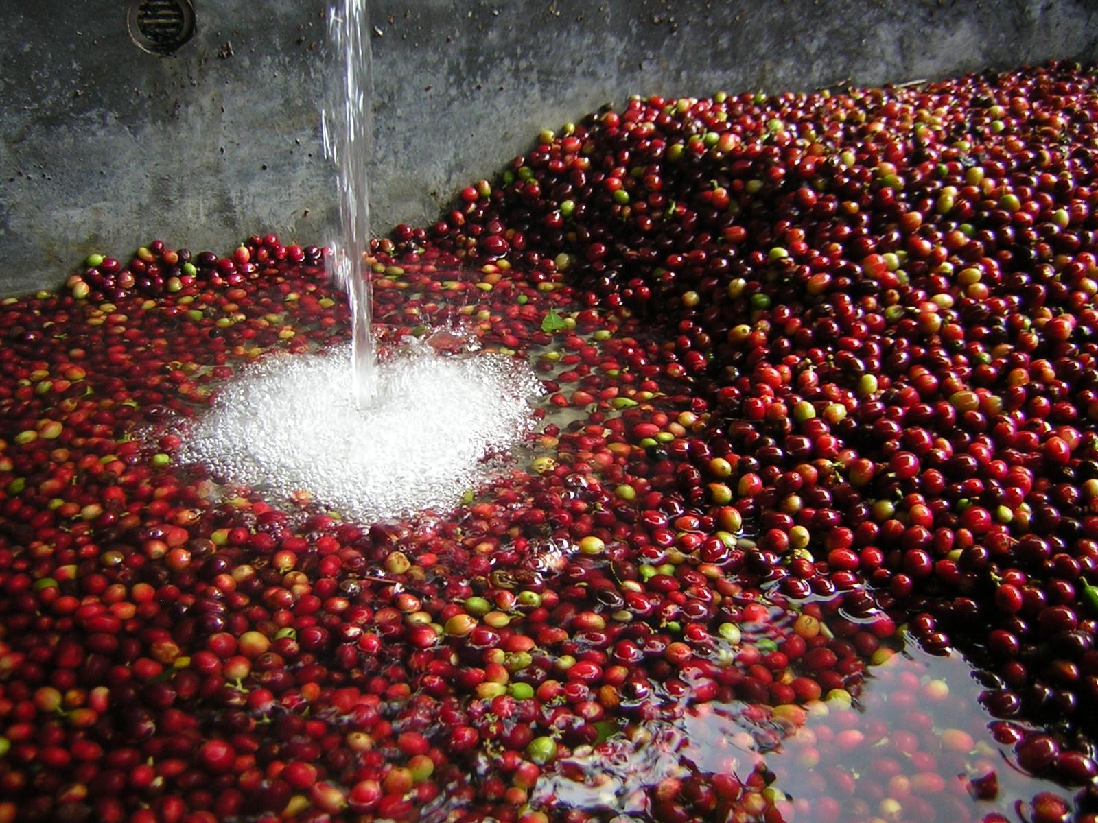 Coffee cherries being washed
