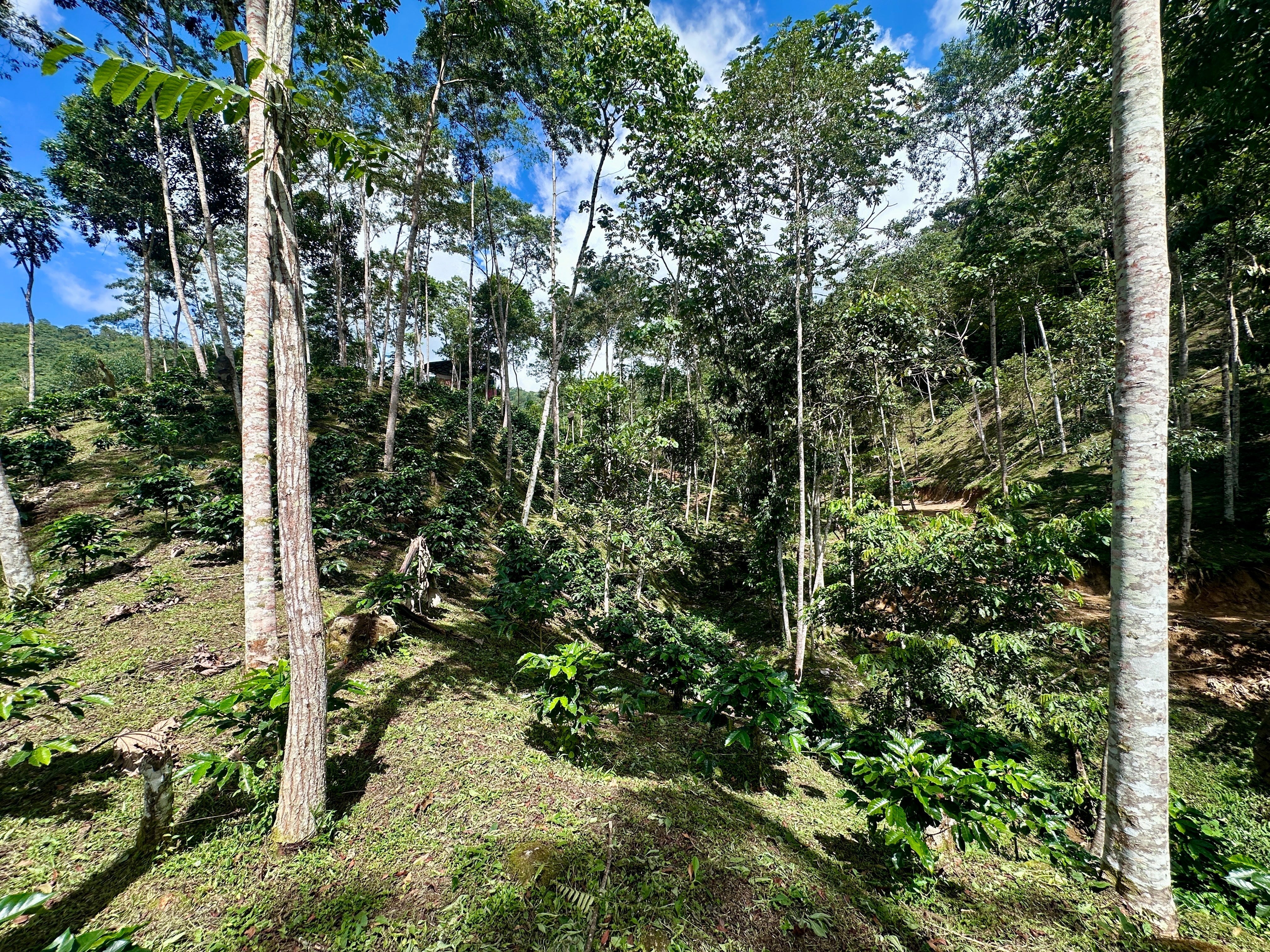 Coffee, Reforestation, and the Future in Peru
