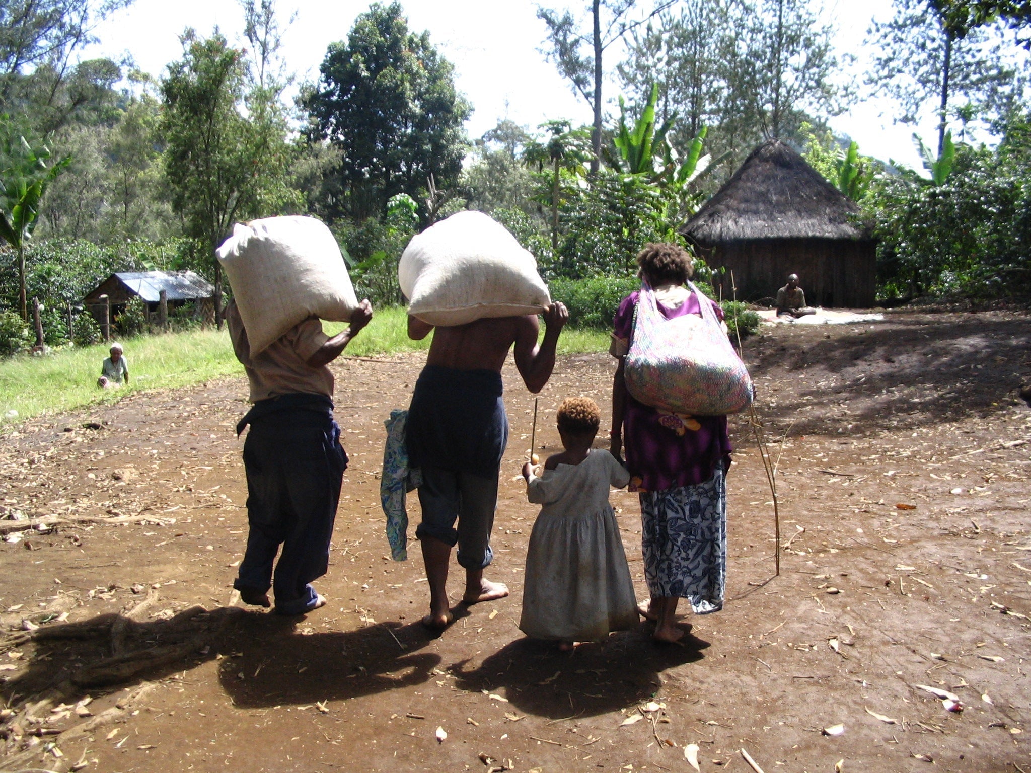 Farmers carrying coffee sacks on their backs
