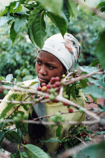 Into Africa-Creating Fair Trade in Kenya
