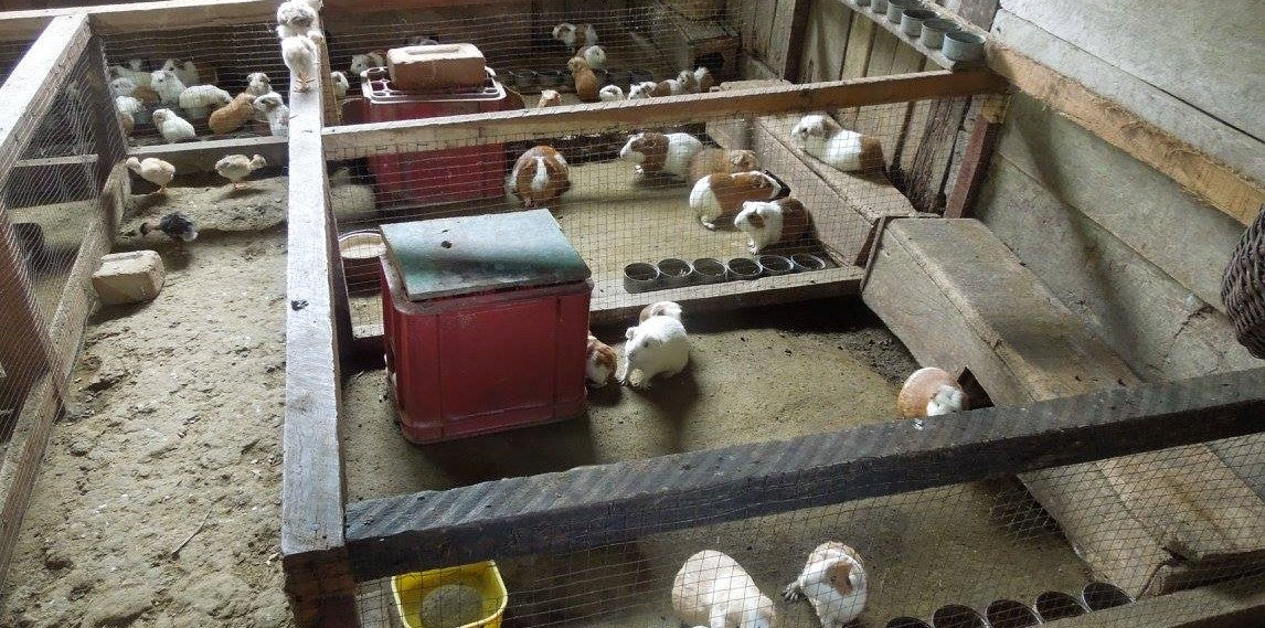 Guinea pigs!