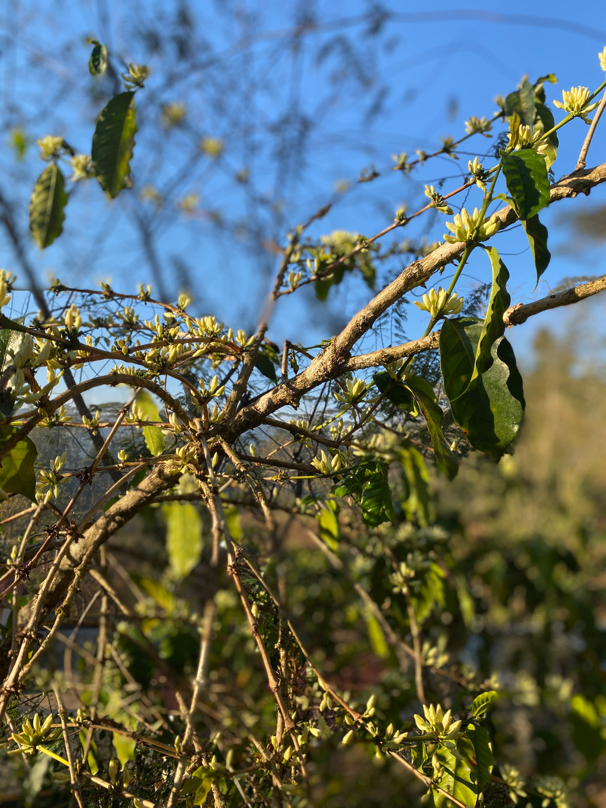 a budding coffee tree