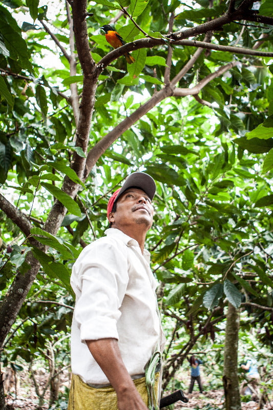 Man standing under a tree with a colorful bird on a branch