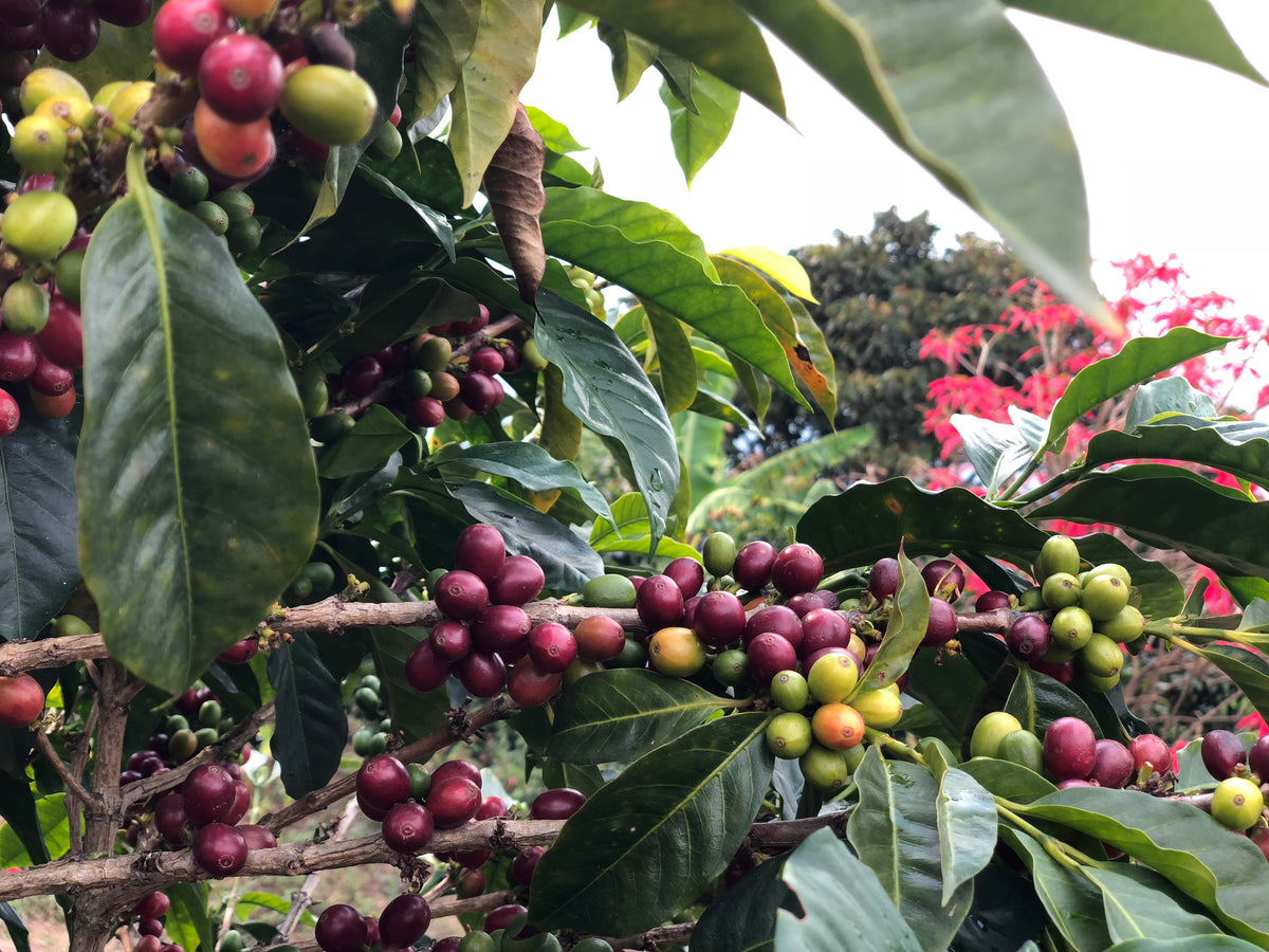 Coffee berries on a tree with green leaves