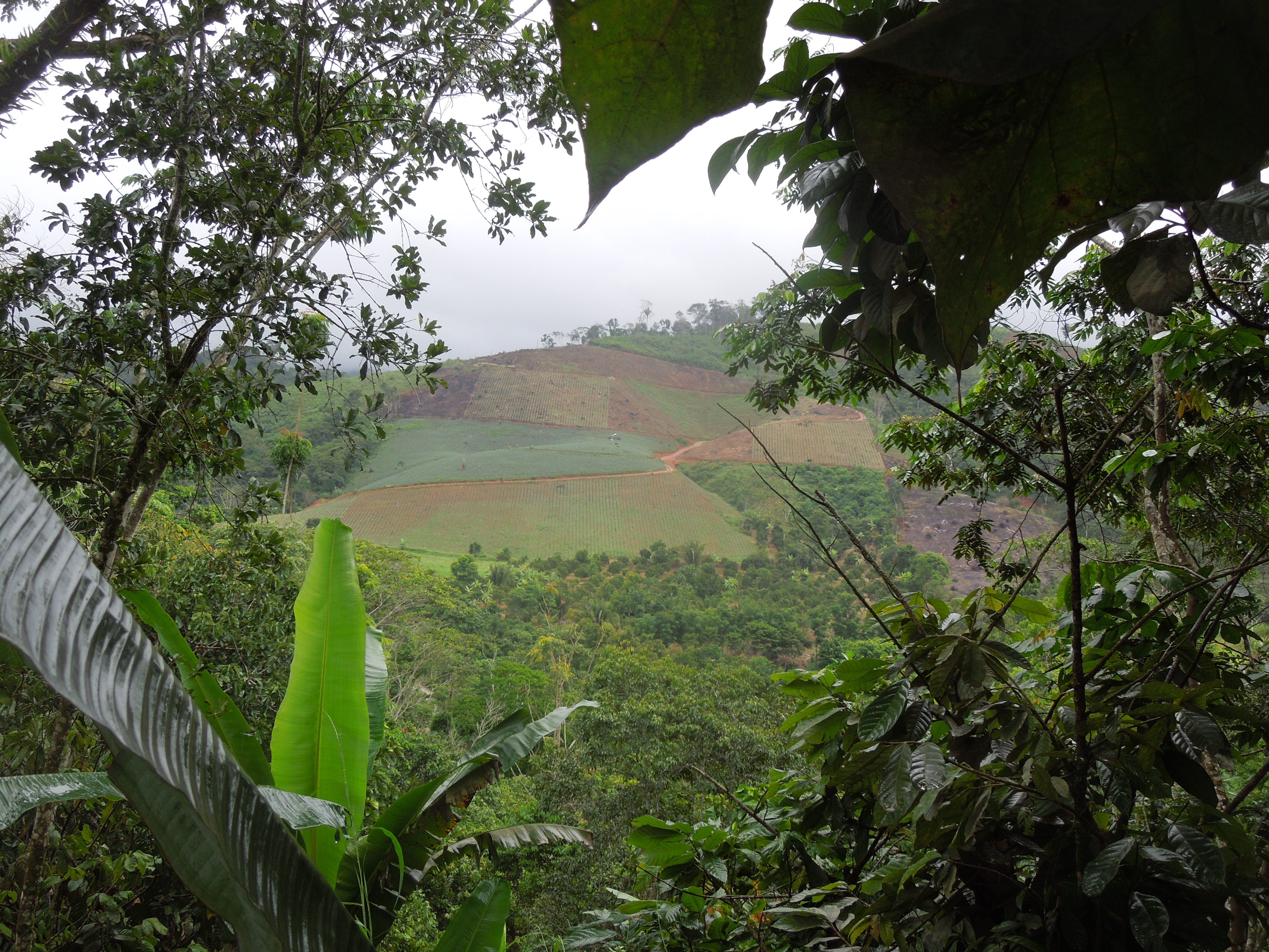 Hilly landscape with greenery and a misty atmosphere