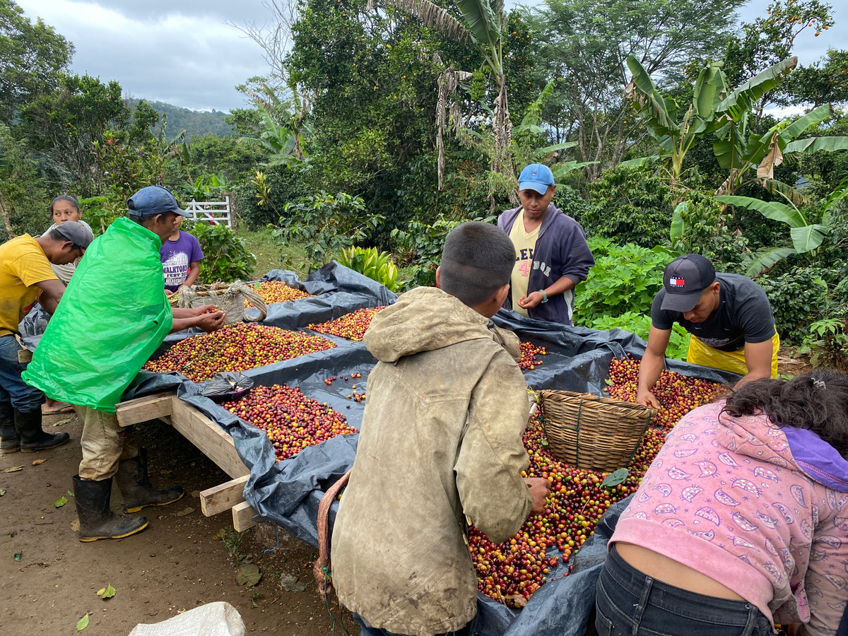Group of people sorting coffee beans outdoors in a rural setting
