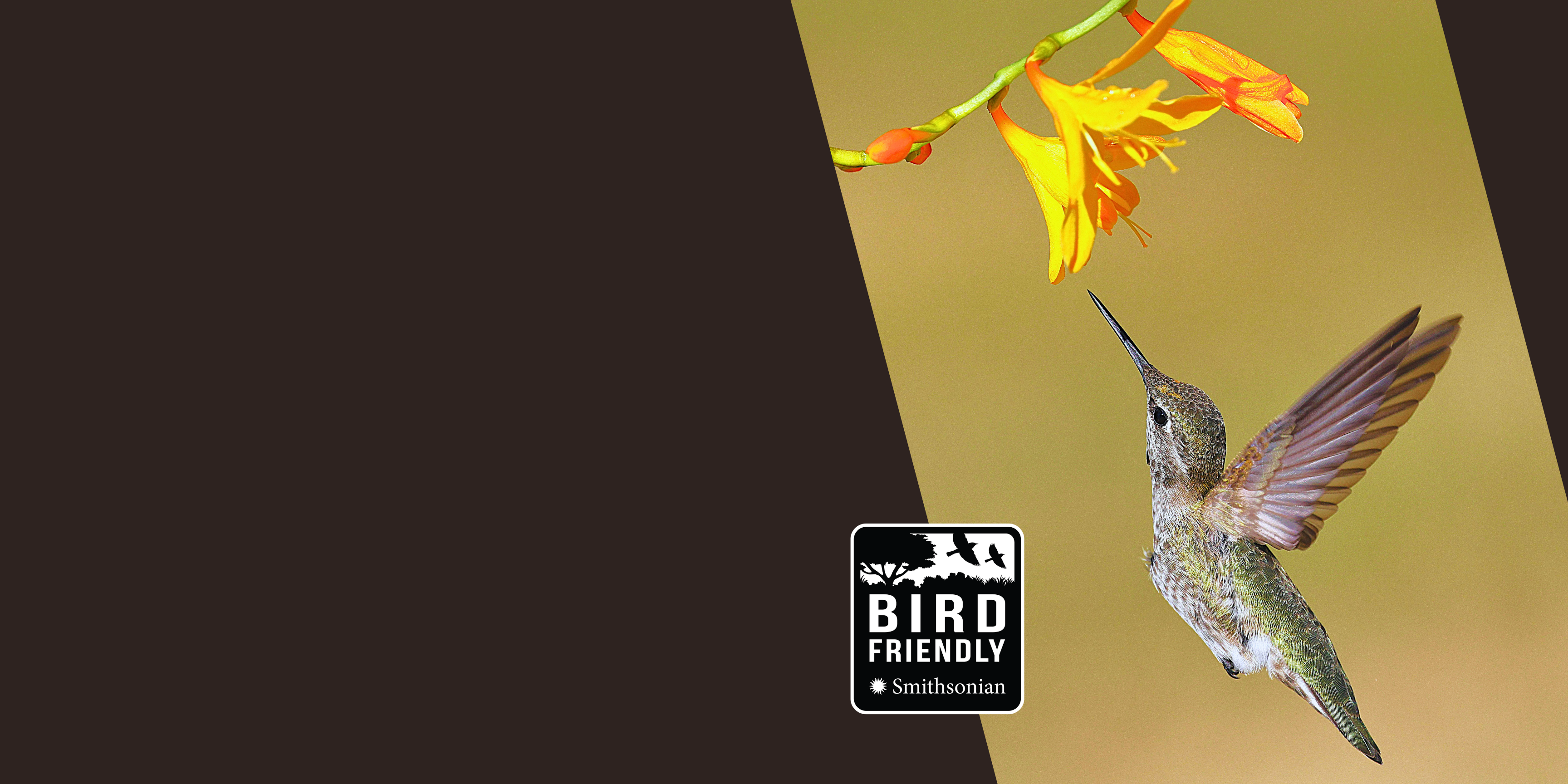 a hummingbird feeding a flower next to the Smithsonian Bird Friendly Logo