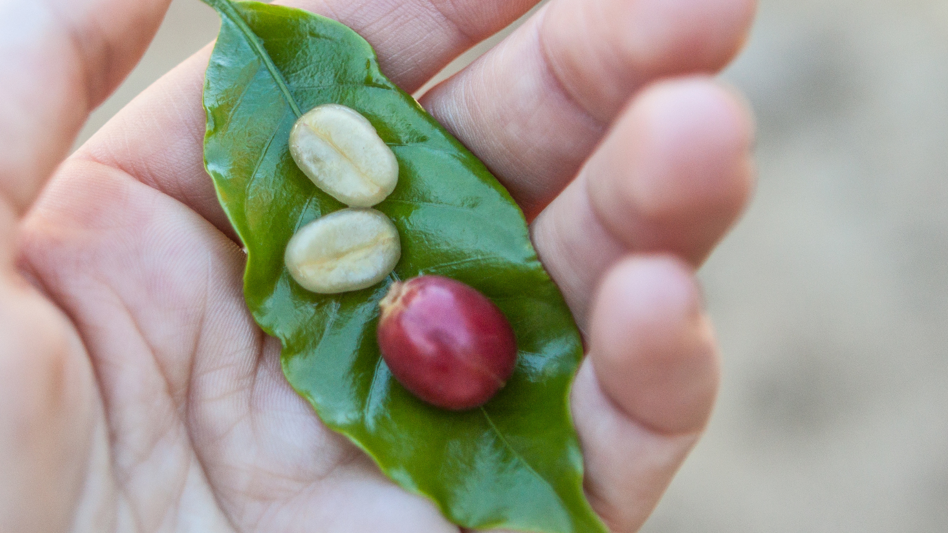 Two coffee beans on a green leaf held between fingers against a blurred background