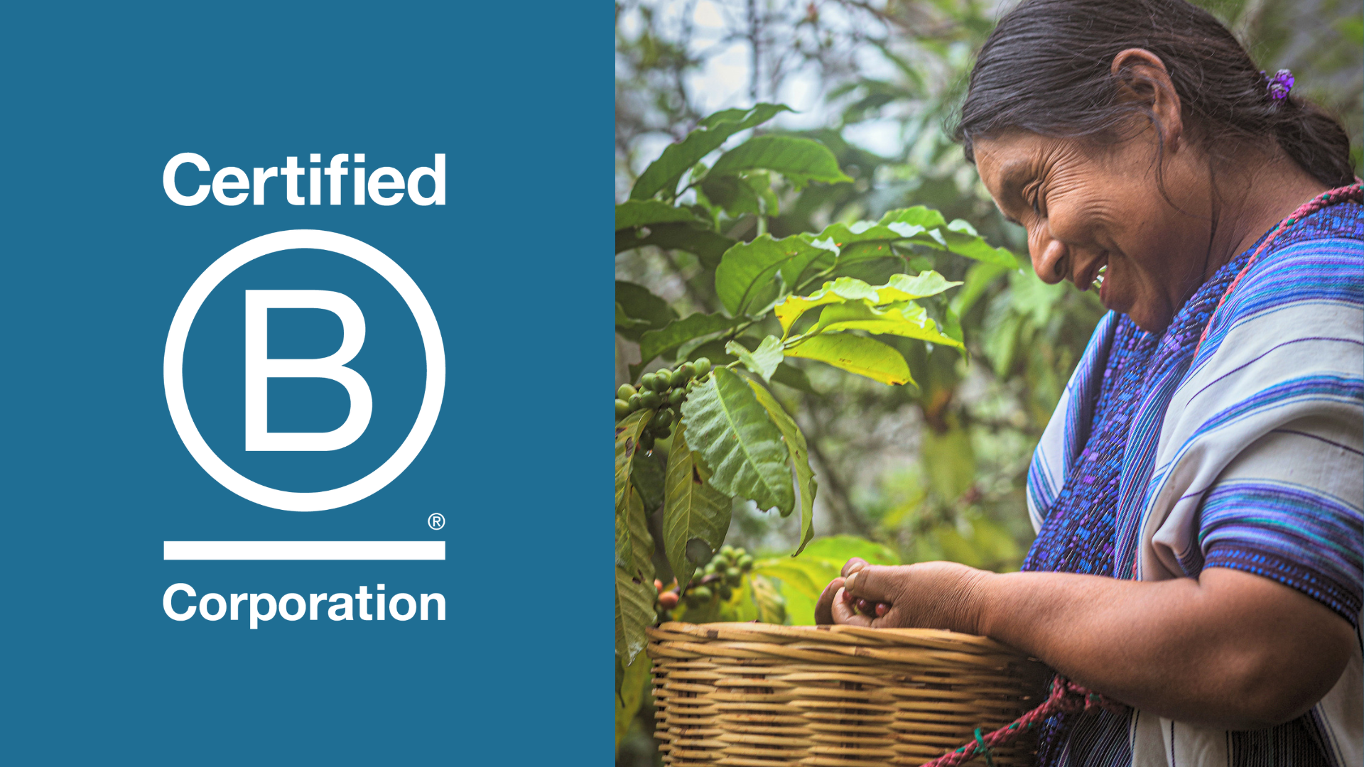 a split graphic showing the certified b corporation logo and a smiling woman picking coffee cherries