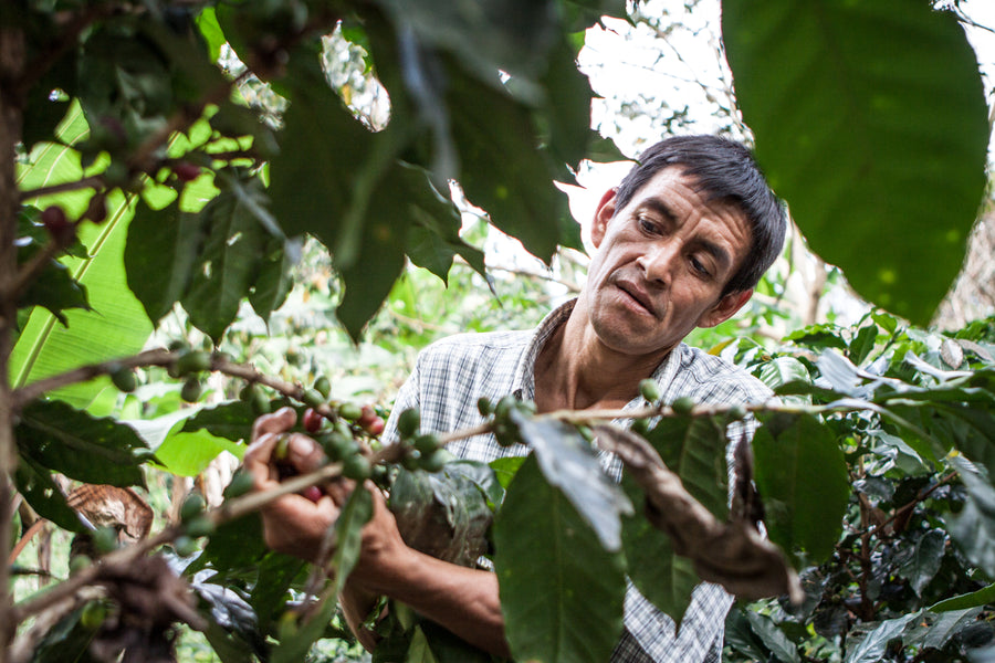A man inspecting coffee cherries on a plant.