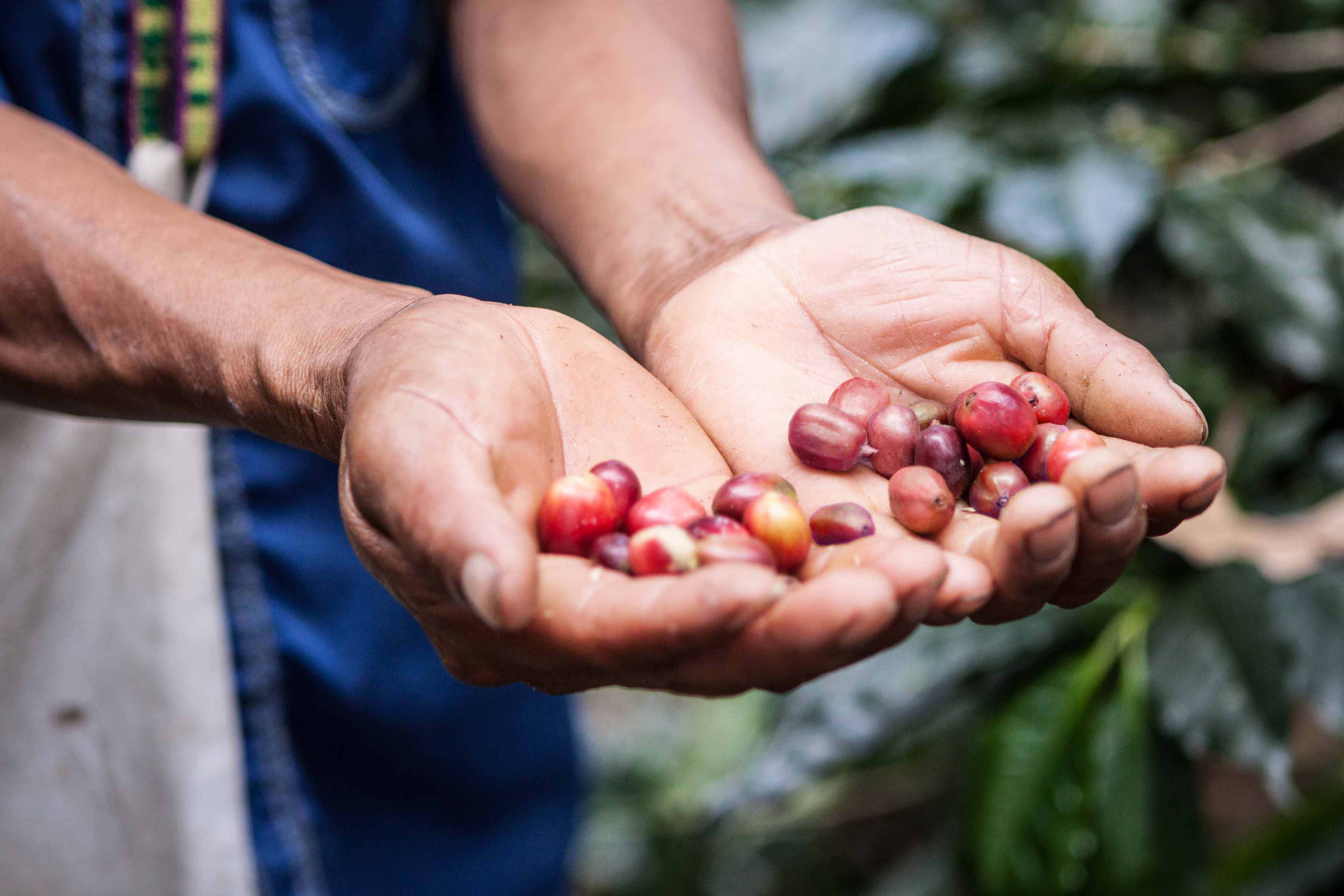 Hands holding a small pile of red coffee beans with a blurred natural background