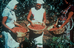 Mexican women holding baskets filled with coffee cherries
