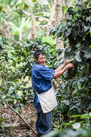 Smiling farmer with a blue shirt and white shoulder bag, inspecting a coffee plant