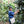 Smiling farmer with a blue shirt and white shoulder bag, inspecting a coffee plant