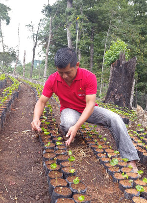 A farmer lining up coffee seedlings in rows
